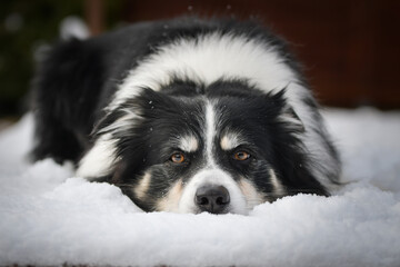 Naklejka na ściany i meble Border collie is laying in the snow. Winter fun in the snow.