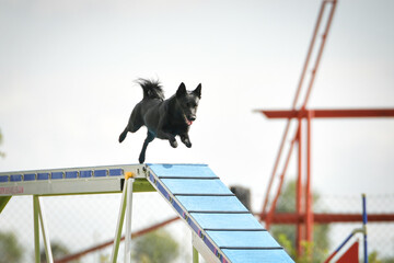 Dog is running in agility park on dog walk. She teachs new thing for competition.