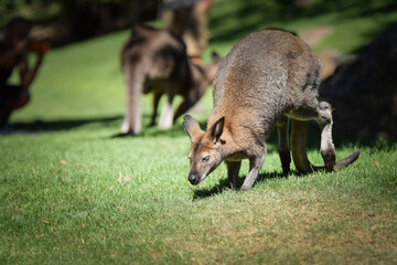 Australian kangaroo is in the zoo habitat near to the fence. They have beautiful place for living.