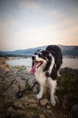 dog standing on stones in Croatian landscape.  Dog standing above the sea. Beautiful view