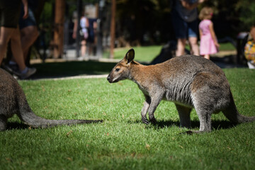 Naklejka premium Australian kangaroo is in the zoo habitat near to the fence. They have beautiful place for living.