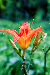 Obraz premium Hemerocallis fulva(rosso) beautiful pink flower in the garden.Flowers that symbolize Mother's Day in China