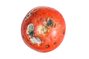 decayed rotten tomato.  Isolated, transparent background