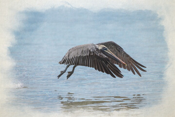 Fototapeta premium Digital watercolour painting of a wild Brown Pelican bird flying over the sea.