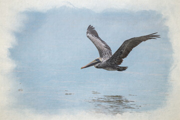 Digital watercolour painting of a wild Brown Pelican bird flying over the sea.