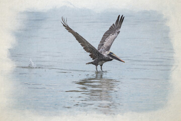Fototapeta premium Digital watercolour painting of a wild Brown Pelican bird flying over the sea.