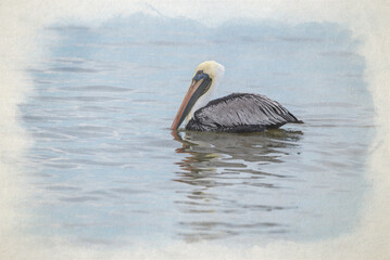 Digital watercolour painting of a wild Brown Pelican bird floating on the sea.