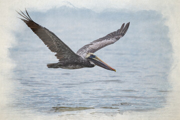 Digital watercolour painting of a wild Brown Pelican bird flying over the sea.