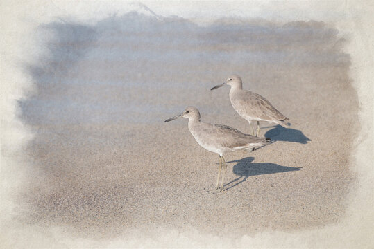 A digital watercolour painting of two Common Sandpipers wading in the sea