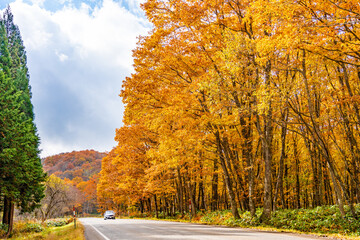 岐阜県高山市　秋の紅葉のせせらぎ街道を走る乗用車