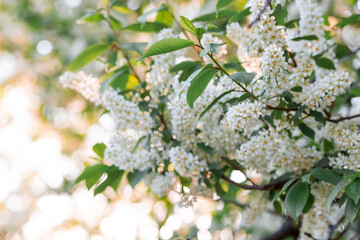 Banner. Macro photography. Spring, nature wallpaper. Cherry blossoms are blooming in the garden. Blooming white flowers on the branches of a tree.