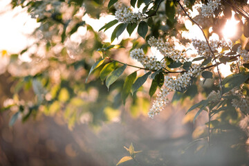 Banner. Macro photography. Spring, nature wallpaper. Cherry blossoms are blooming in the garden. Blooming white flowers on the branches of a tree.