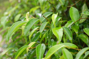 Syzygium formosanum plant in the garden. Green tropical plant leaves.