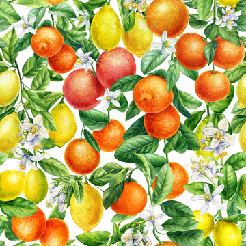 Citrus background, hand drawn watercolor botanical painting. Fruits seamless pattern. Grapefruit, lemon and tangerine