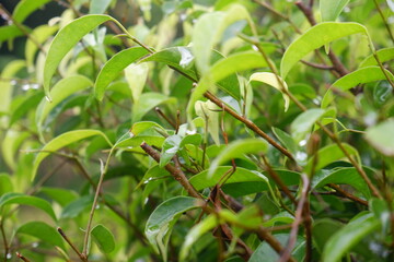 Syzygium formosanum plant in the garden. Green tropical plant leaves.