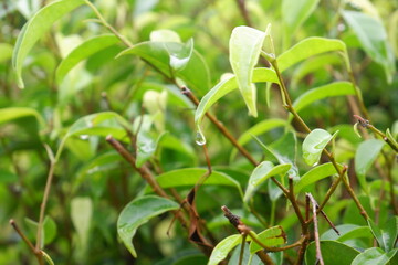 Syzygium formosanum plant in the garden. Green tropical plant leaves.