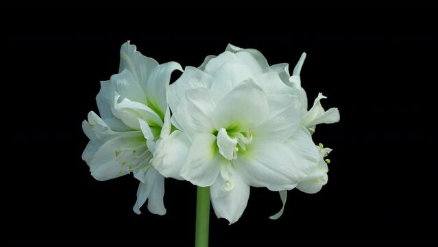 time lapse blooming beautiful white Amaryllis, Hippeastrum flower, macro isolated on pure black background, close-up. Wedding backdrop, Valentine's Day, holiday, love, birthday design concept.