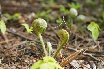 春の訪れを告げる山菜、ゼンマイ