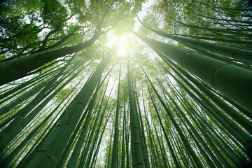  Bamboo in the forest nature background