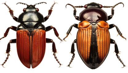 Beetle isolated on transparent background. 3D render.
