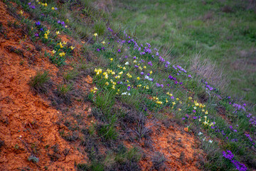 Hill with green grass and colorful flowers close up	
