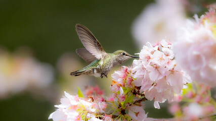 hummingbird and flower © MekunaPhotography