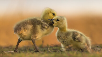 Goslings