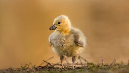 Gosling