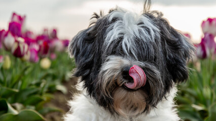 Dog With Tongue out