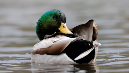 duck on the water
