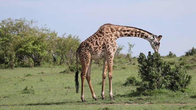 Giraffe grazing and walking in the grasslands of the Masai Mara safari park, Kenya 