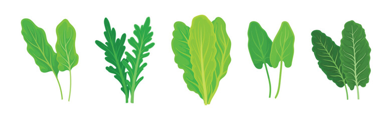 Leaf Vegetables or Vegetable Greens as Salad Ingredient Vector Set