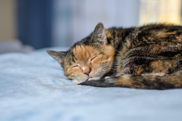 Śpiący kot domowy - obrazy, fototapety, plakaty