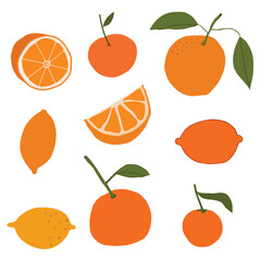 Oranges Fruit Vector Illustration for Graphic Design Art