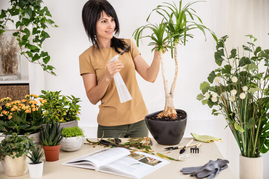 Female gardener watering Beaucarnea, Nolina, Ponytail palm plant using spray bottle working at workshop. Planting of home green plants indoors, home garden, gardening blog, Houseplant care concept