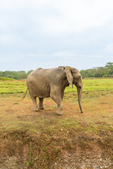 Fototapeta na wymiar African elephants in the wild, beautiful landscape