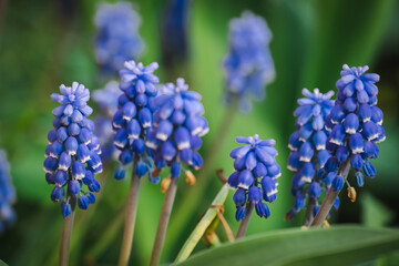 Beautiful Muscari botryoides Flower Blooming in an Outdoor Garden. Purple violet Muscari botryoides Flowers in a Garden Setting with Natural Light