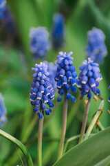 Beautiful Muscari botryoides Flower Blooming in an Outdoor Garden. Purple violet Muscari botryoides Flowers in a Garden Setting with Natural Light