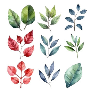 watercolor illustration, leaves and nature elements set 3 © Ans Studio
