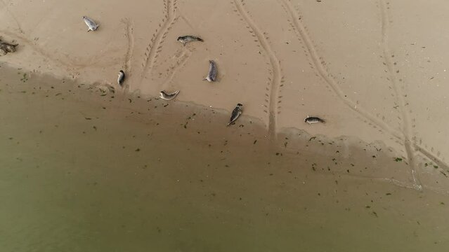 Phoque dormant sur une plage du Cotentin, France