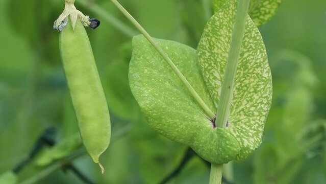 A viral disease of peas. The infected plant has mosaic and chlorotic yellow spots on the leaves. Symptoms of pea mosaic or yellow bean mosaic. The pea plant in the video is swaying in the wind.