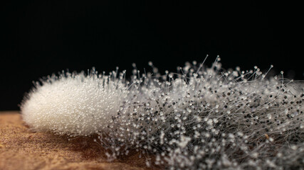 Rhizopus stolonifer or bread mould,moldy sweet potatoes, macro photography, detail picture,dark...