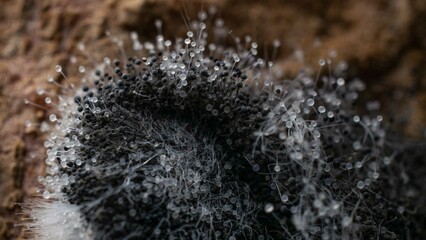 Rhizopus stolonifer or bread mould,moldy sweet potatoes, macro photography, detail picture,dark background(Zygomycetes,Mucorales)