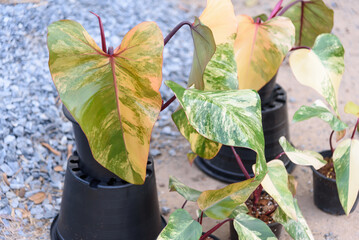Philodendron Red Emerald variegated / Philodendron Stawberry shake 