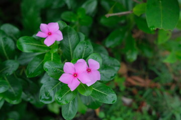 Obraz na płótnie Canvas photo of pink flowers on fresh green leaves