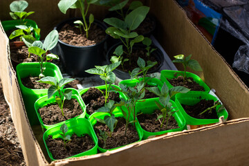 seedlings in a greenhouse