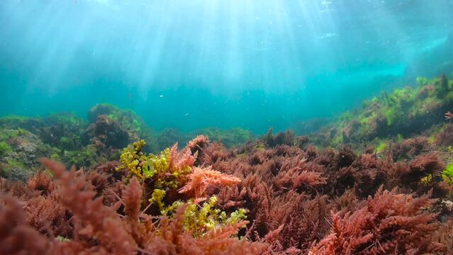 Seaweed ripples underwater on the ocean floor with natural sunlight through water surface, Atlantic ocean, Spain, Galicia, 59.94fps