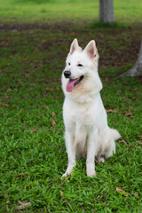 white shepherd dog sitting on the grass