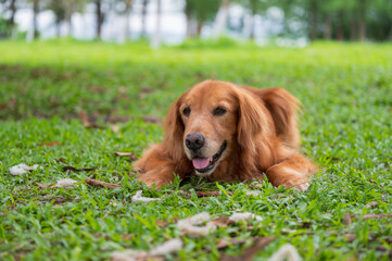 Golden Retriever lying on the grass