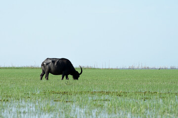 A black buffalo stands and eats the grass in the field